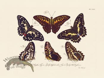 Jablonsky Butterfly 036